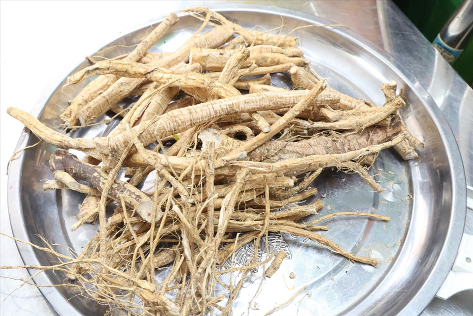 在河内种植的一种药用植物。图自 越通社《越南画报》