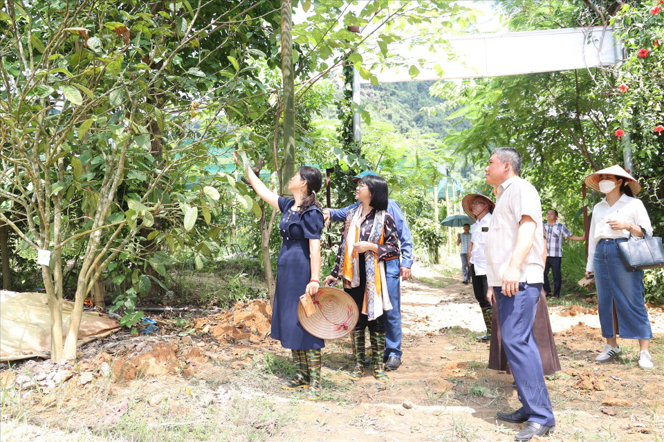 越南部分省市代表参观越南有机农业与药用植物合作社联合会的可持续药用植物种植模式。图自 越通社《越南画报》