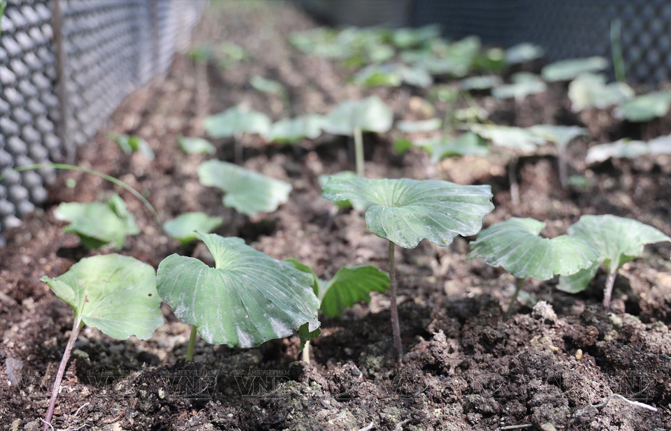 自2020年以来，越南有机农业与药用植物合作社联合会引进了约40种药用植物，在南山乡进行研究和繁殖。图自 越通社《越南画报》