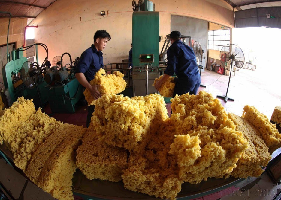 越南国防部第15号师正在国内外开展经济社会发展项目，重点种植橡胶和咖啡，为超过2430名劳动者提供就业机会，其中包括超过1050名少数民族劳动者。图自 越通社