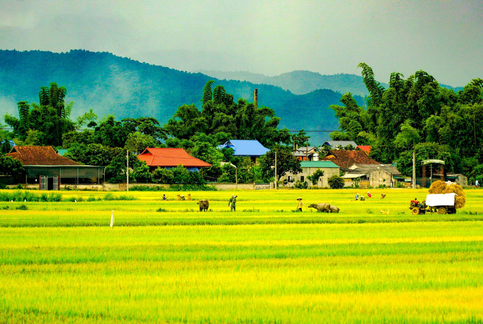 芒清稻田宁静安逸的景象。图自越通社