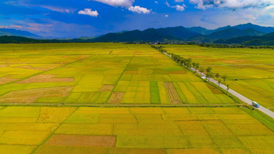芒清稻田进入收割季节。图自越通社