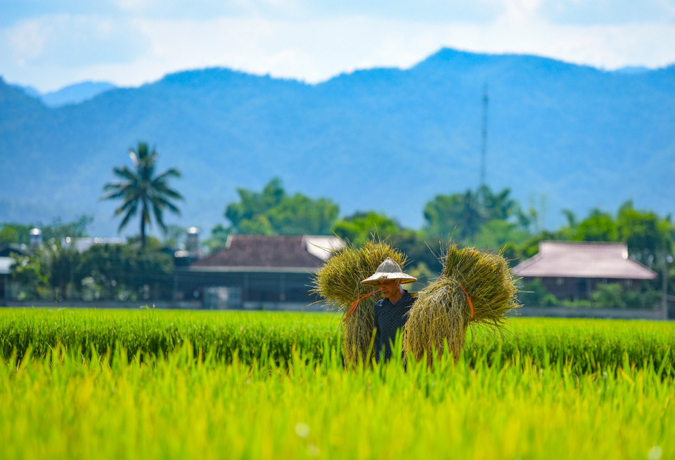 农民们在芒清稻田上收割稻谷。图自越通社
