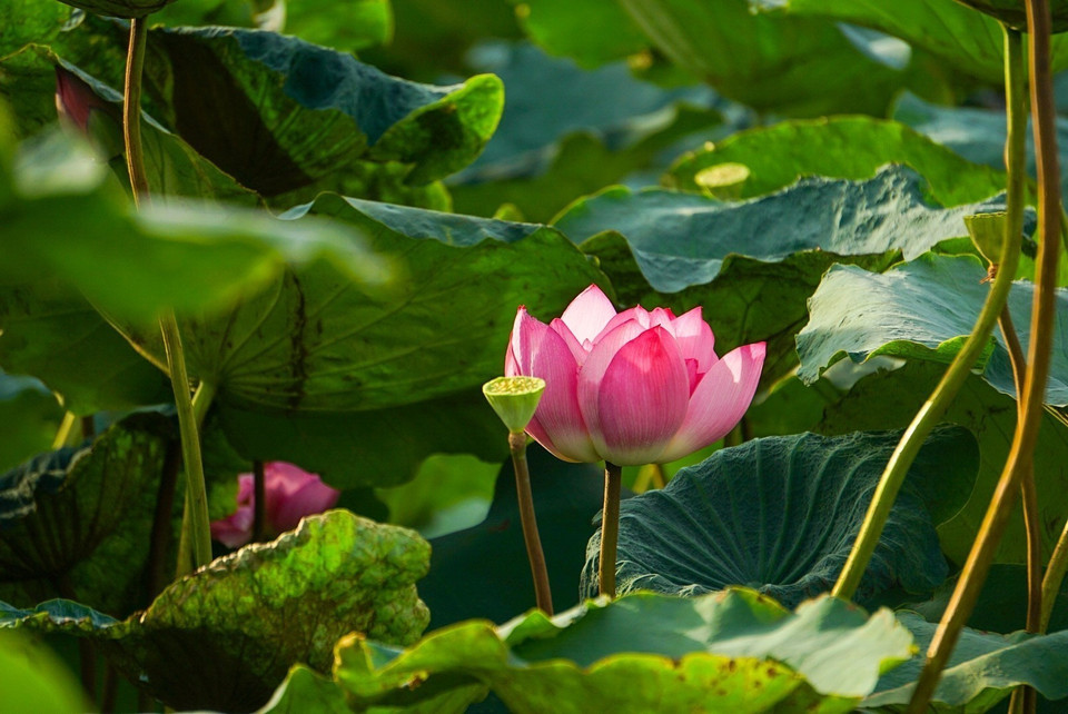 西湖百叶荷花拥有纯净、高贵之美。图自 越通社