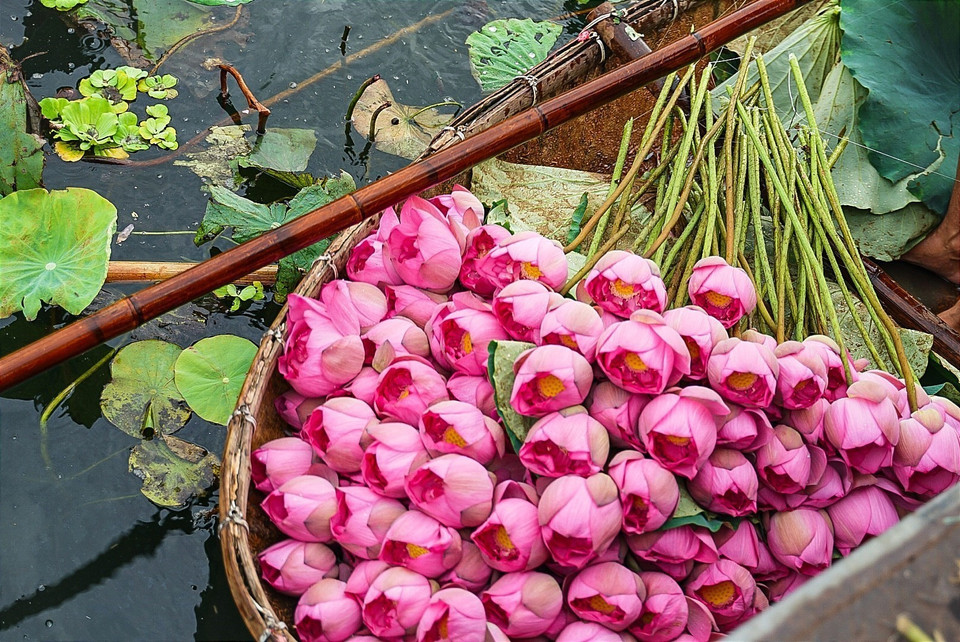 用来泡茶的百叶荷花一般在凌晨4至5点得到采摘。那时候，太阳尚未升起，花儿还带着风露、香味被花瓣封住，这是荷花香气最佳的。图自 越通社