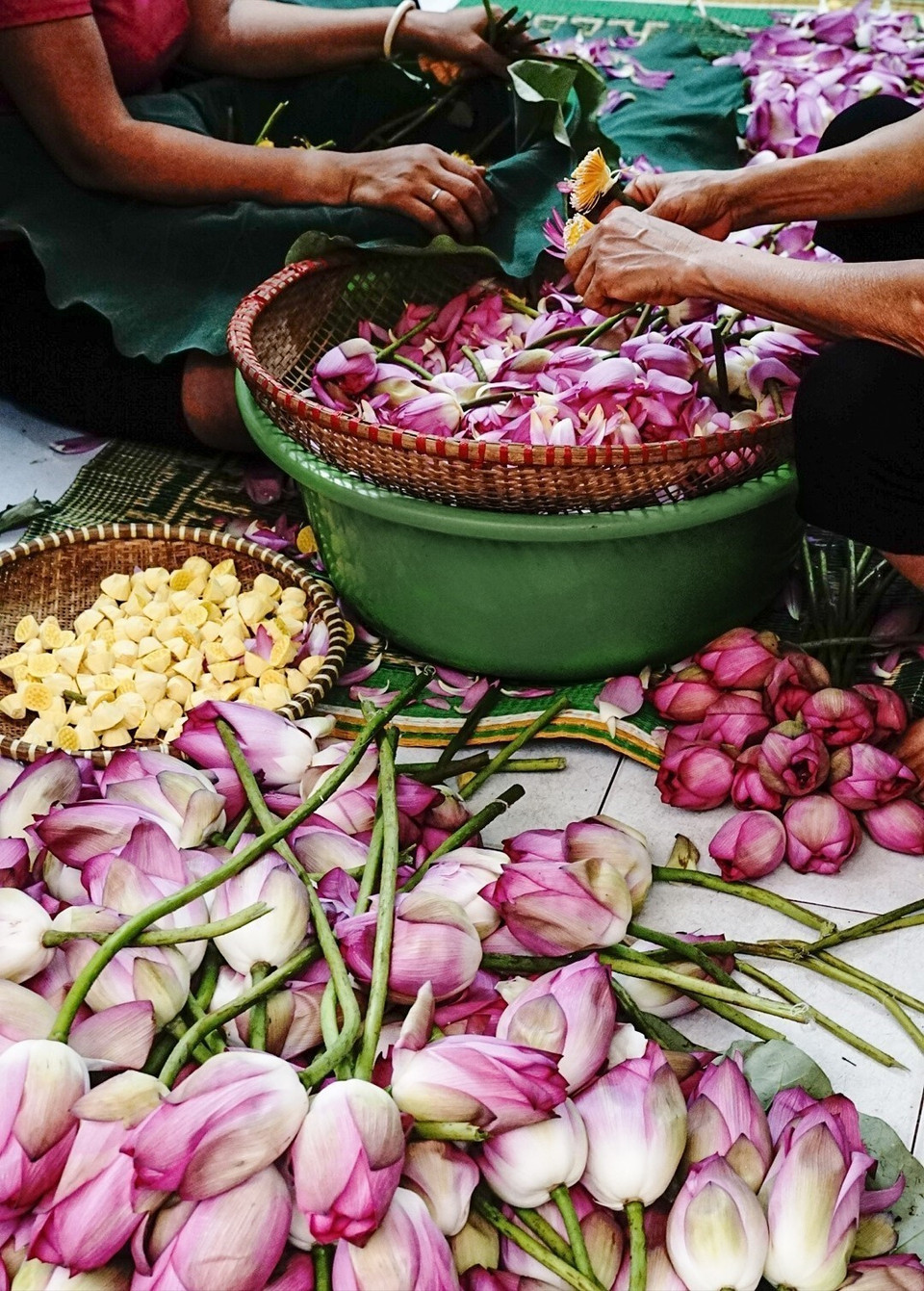 为了泡出清香的荷花茶，必须采用西湖百叶荷花。图自 越通社