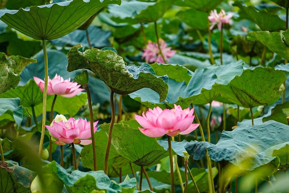 西湖百叶荷花花朵较大，盛开时有两只手掌一般大，雌蕊、莲花由数百片花瓣所包围，保持荷花的清香。图自 越通社