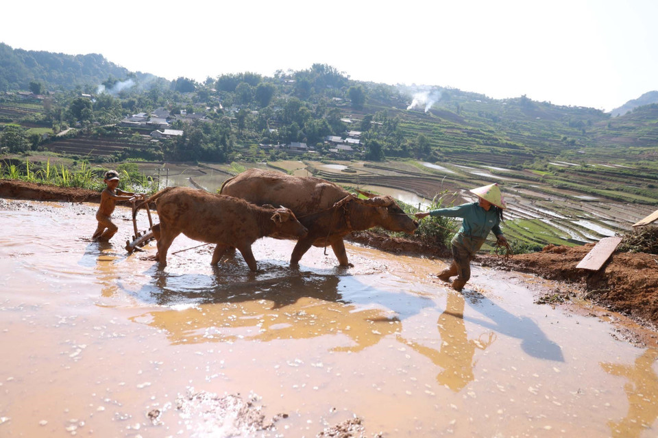农民们准备阶段犁地与播种。图自越通社