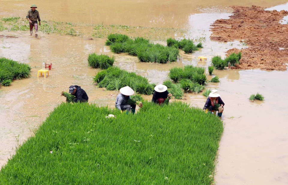 农民们忙碌起来，开启新一轮的耕耘。图自越通社