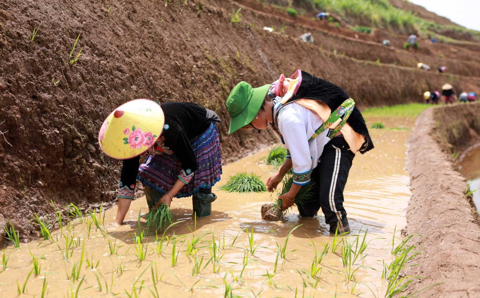 注水季节，农民们又忙碌起来，开启新一轮的耕耘。图自越通社