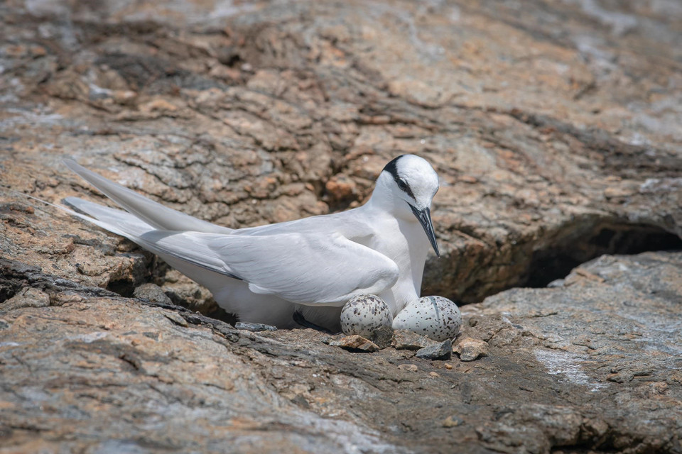 蛋岛是昆岛国家公园的一座重要荒芜小岛，面积近2公顷，岛上仅有灌木和岩石。据调查，岛上的鸟蛋平均密度为每平方米4.88颗。图自 越通社