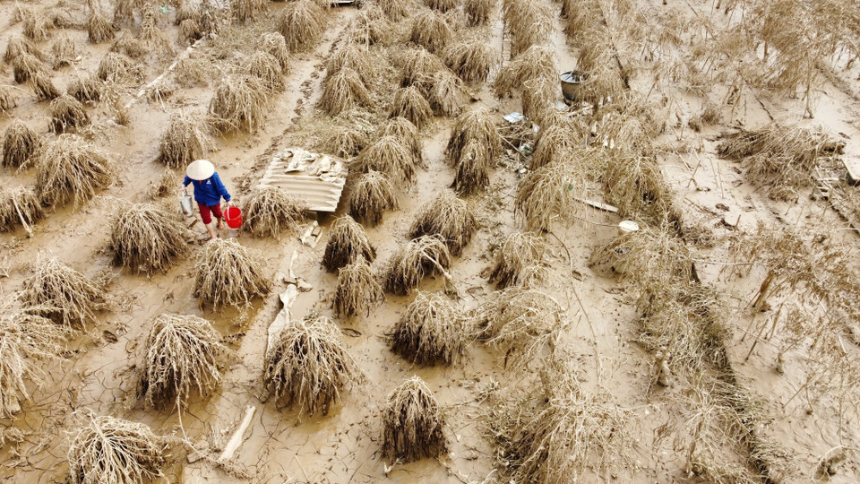 长期积水导致富上村的大部分桃花因根部腐烂而枯死。图自 越通社