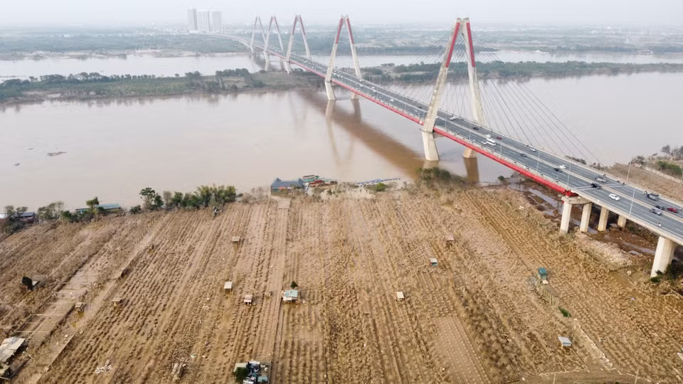 河内市西湖郡富上村红河沿岸的大部分桃花种植区在此次历史性洪水后已枯死。图自 越通社