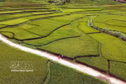 山罗省帐钙坊（Chiềng Cơi）洪村（Bản Hùn）的梯田景观。图自 越通社