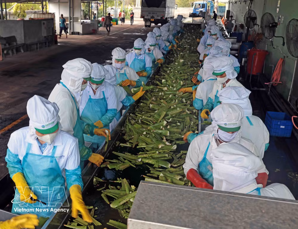 vnanet-potal-vietfarm-nha-san-xuat-nha-dam-lon-nhat-viet-nam-8009931-1.jpg