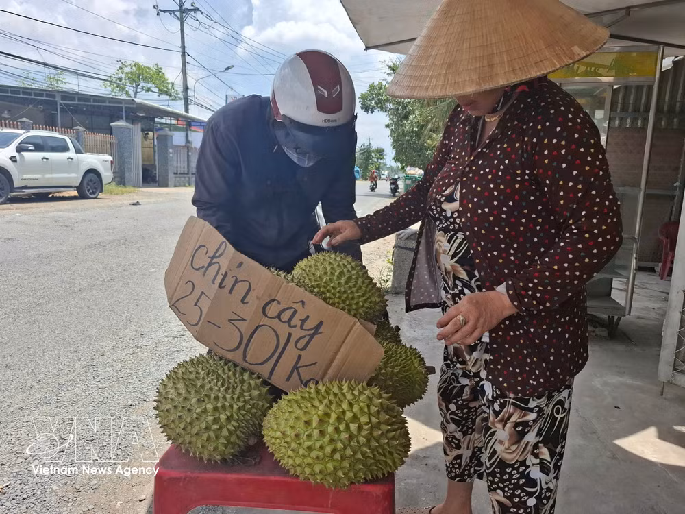 vnanet-potal-dong-thap-gia-sau-rieng-cham-day-xuat-khau-gap-kho-8745406.jpg