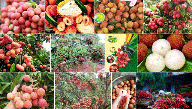 2020年无公害农产和食品展销会即将在河内市举行 ảnh 1 2020年无公害农产和食品展销会即将在河内市举行 ảnh 1