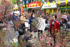 河内传统花卉集市——梳行花市年味浓