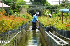 架上种花——百年花村的独特风貌 