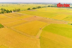 100万公顷水稻项目已使生产方式顺应国际趋势——绿色发展，所有产出的水稻产品都确定为环境友好型。图自越通社