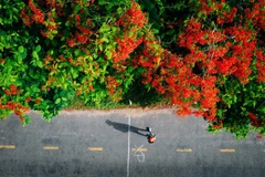 附图。图自Vietnam+