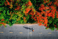 附图。图自Vietnam+