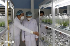 岘港市生物技术中心的实验室。图自越通社