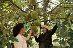 同奈省的一个榴莲种植区。图自同奈报