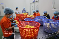 在位于巴地头顿省周德工业区的 Wana 软饮料股份公司，工人们正在对用于生产果汁的水果进行初步加工。图自越通社
