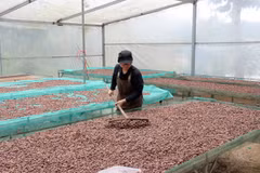 梁氏缘进行可可豆初加工。图自越通社