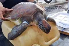 获救的海龟。图自越通社