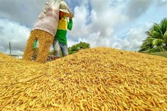 刚收获的稻米。图自越通社