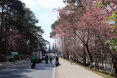 花街长约2公里，沿途樱花正绚烂绽放。图自越通社