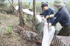 90只野生动物放归自然。图自《劳动报》