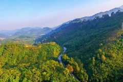附图 图自vneconomy.vn