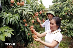北江荔枝。图自越通社