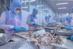 安江省辉南公司出口章鱼加工环节。图自越通社