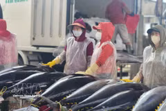 以色列目前是越南在中东地区最大的金枪鱼出口市场。图自越通社。