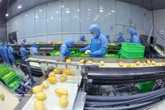 安江省周富乡ANTESCO公司用于出口的冷冻芒果产品加工生产线。图自越通社