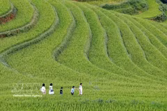 木江界梯田之美——西北地区最具吸引力的旅游目的地之一。图自越通社