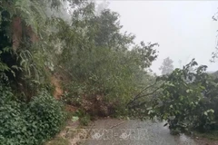 2025年5月初以来,尽管未进入雨季高峰期,但雷暴、龙卷风、闪电、暴雨等危险天气现象引发了洪水、山洪、山体滑坡等灾害,给莱州、北件和广宁省等省份人民造成生命和财产等损失。图自越通社