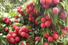 2019年荔枝季节北江省荔枝总产量达近15万吨