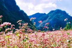 河江省第五届荞麦花节精彩开幕