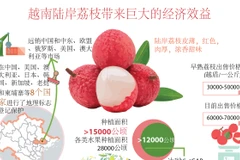 图表新闻：越南陆岸荔枝带来巨大的经济效益 