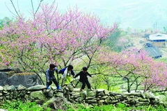 木州桃花谷迎来盛开期 花姿烂漫惹人醉 