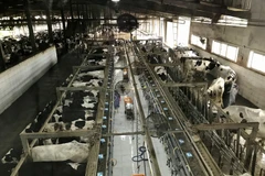 乂安省试开展土族文化旅游线路