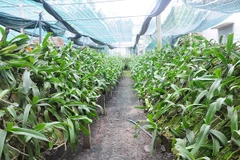 莱州省封土县山区农民靠种兰花脱贫致富 