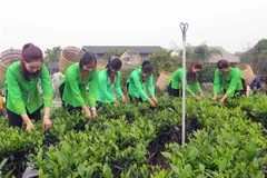 越南太原省“春茶香色–新疆特色茶区”节有助于推介当地茶叶产品
