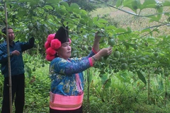 山罗省力争成为西北地区的经济中心