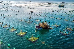 越南与挪威促进海水养殖合作